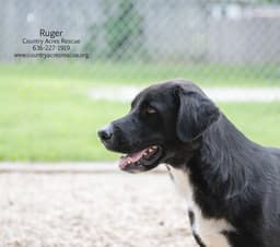 Ruger image 4