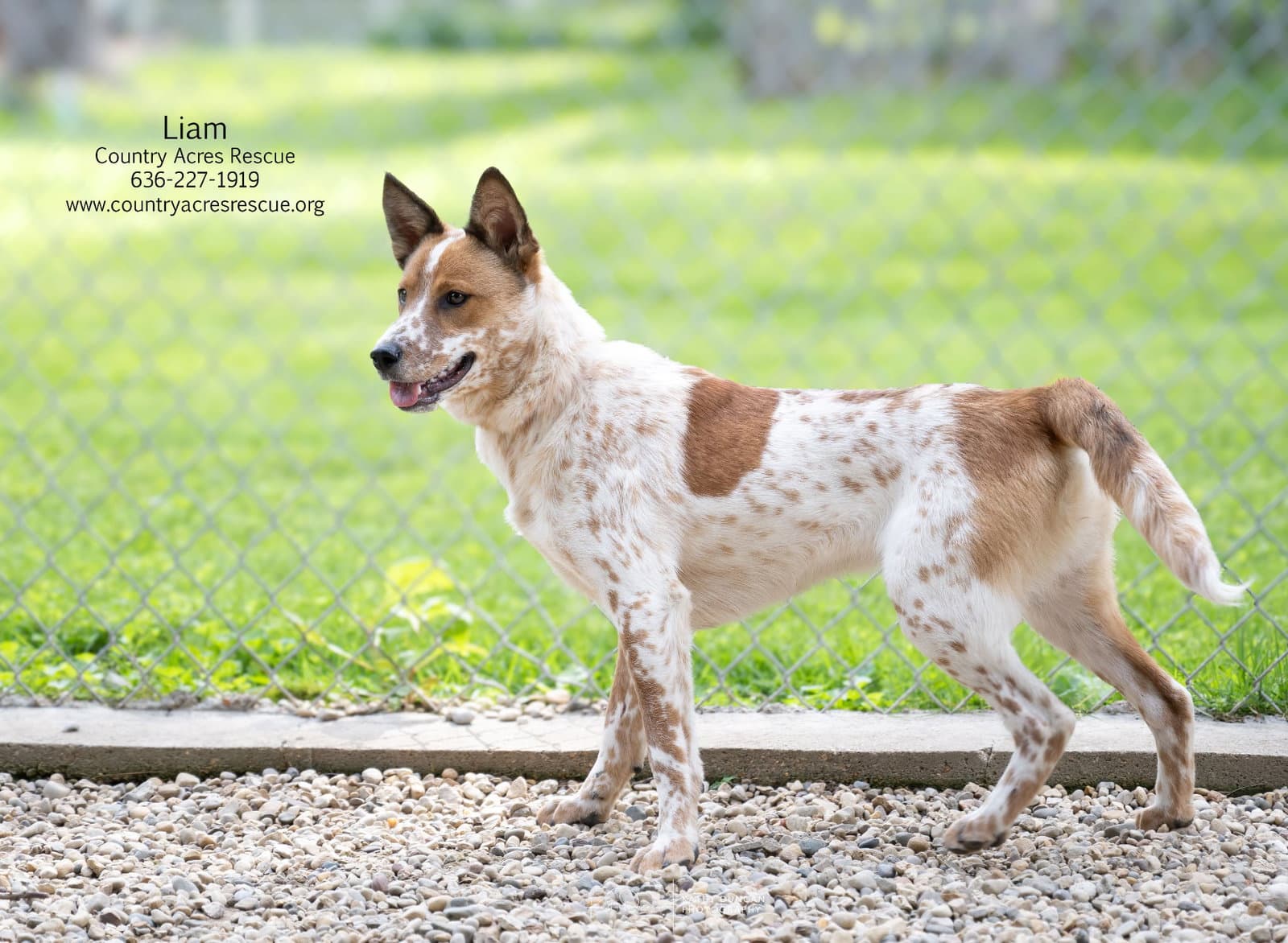 Liam - Cattle Dog