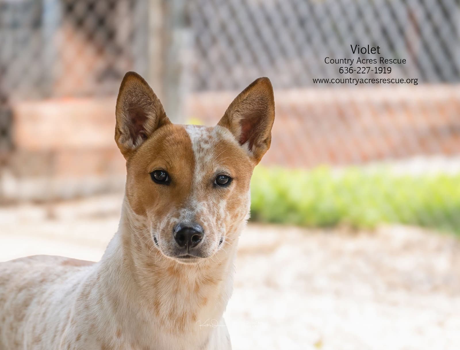 Violet - Cattle Dog
