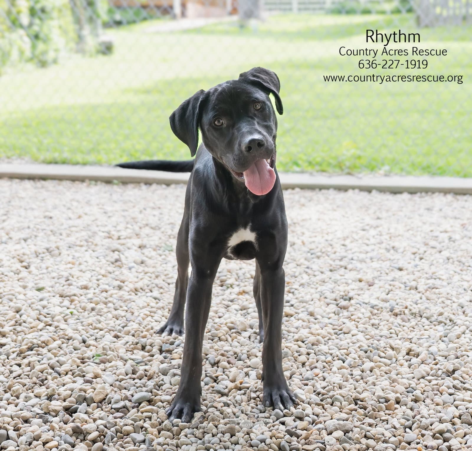Rhythm - Retriever