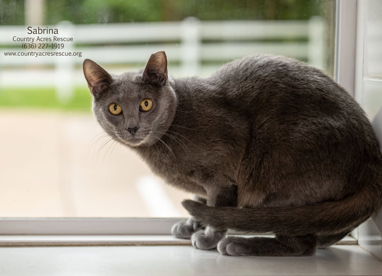 Sabrina - Domestic Short Hair
