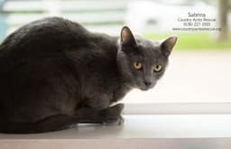 Sabrina image 2