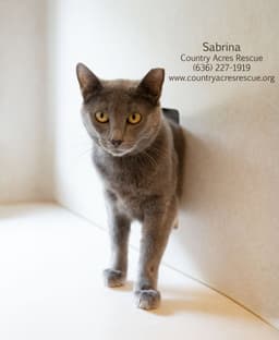 Sabrina image 3