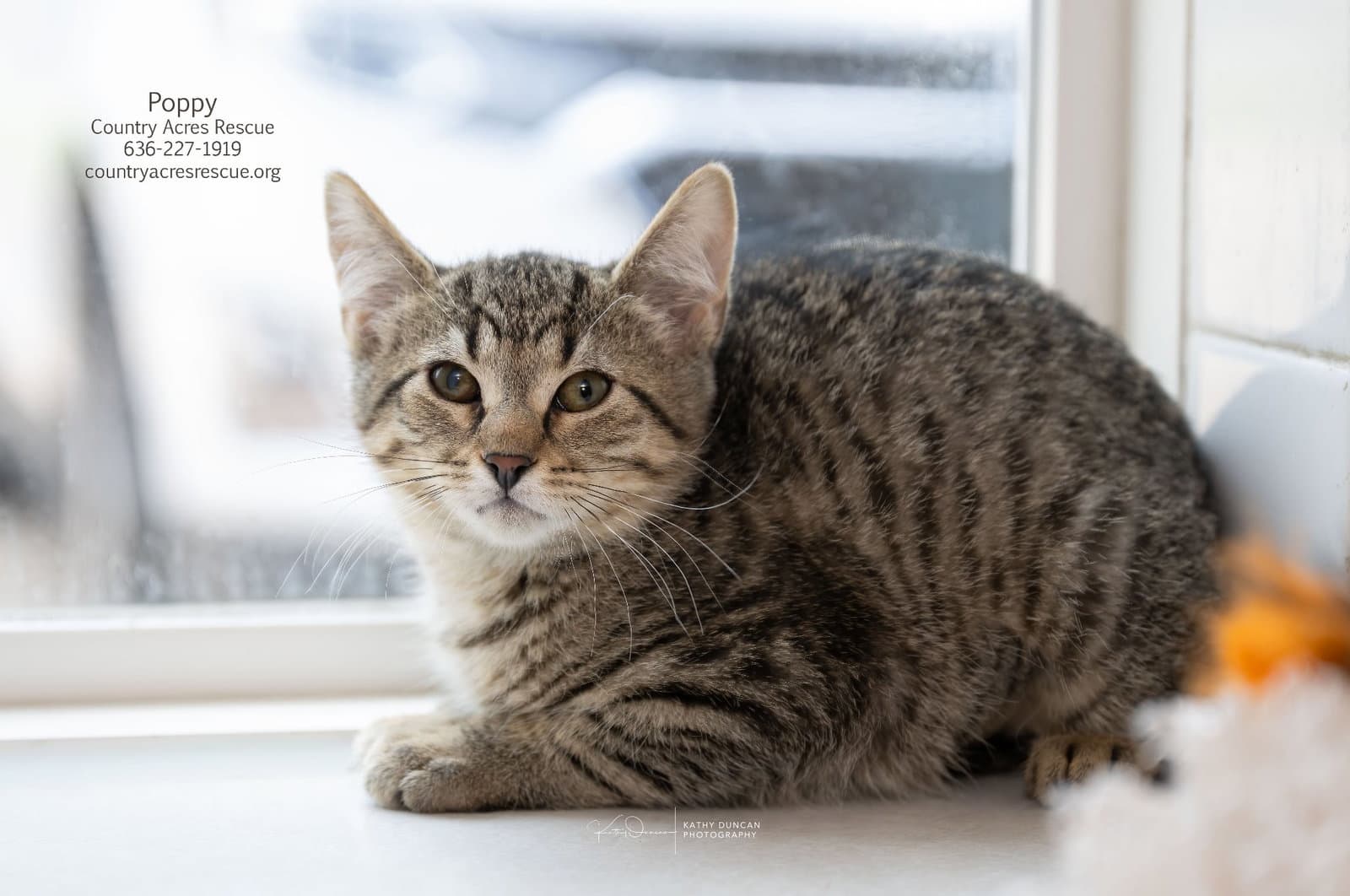 Poppy - Domestic Short Hair
