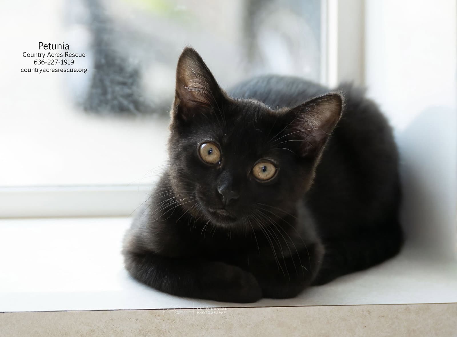 Petunia - Domestic Short Hair