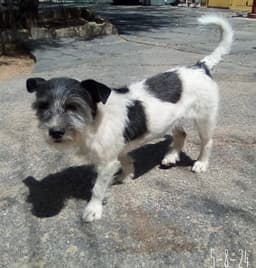 Gogo image 2