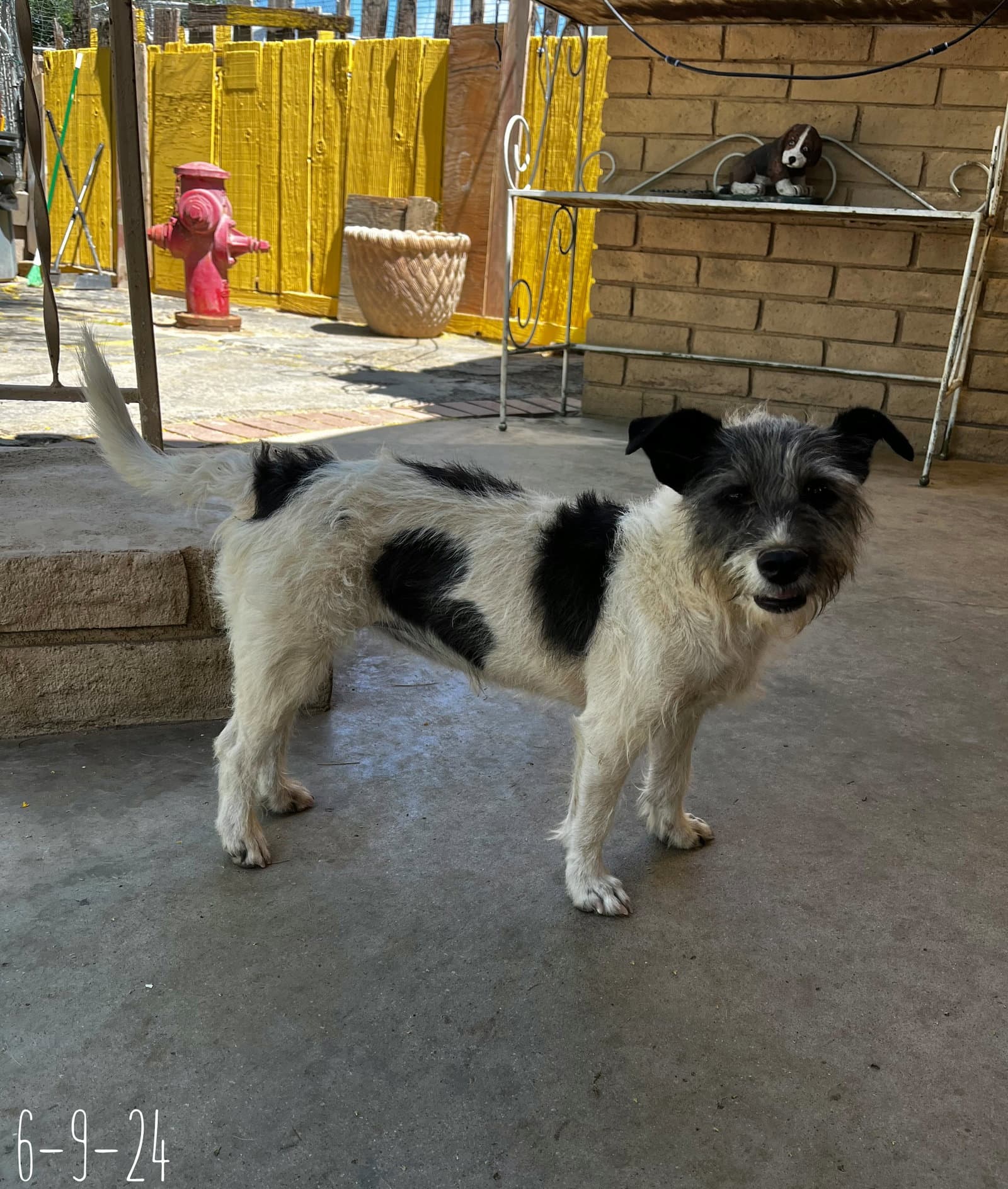 Gogo - Terrier