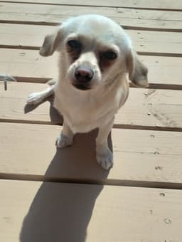 Coco image 1