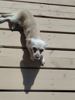 Coco image 2
