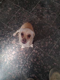 Coco image 3