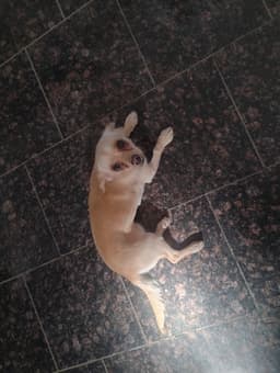 Coco image 4