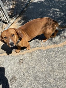 Buddy image 1