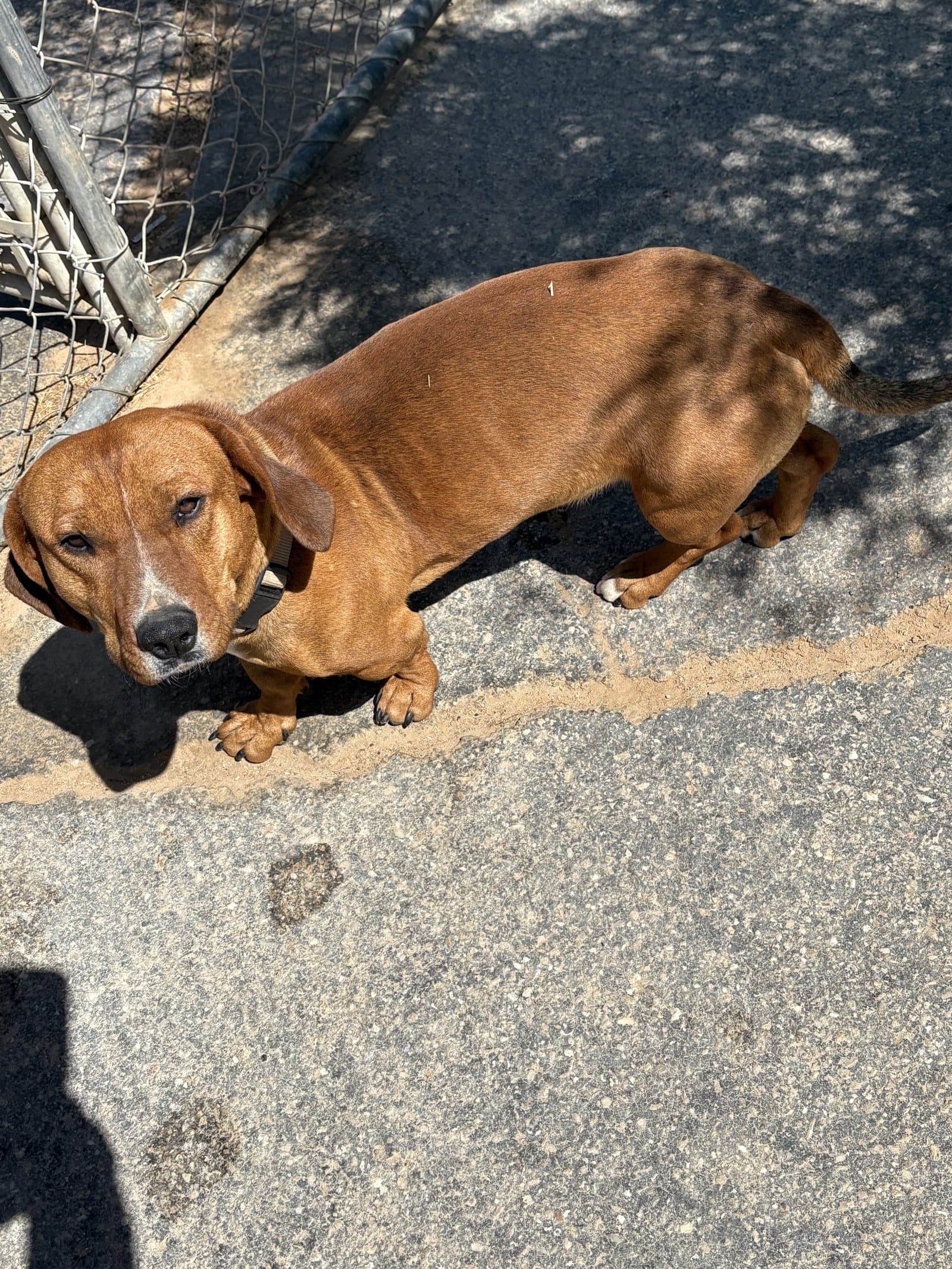 Buddy - Dachshund