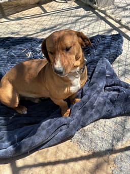 Buddy image 4