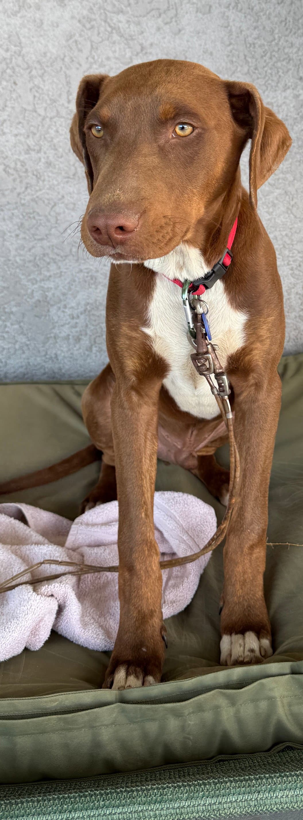 Jorgie - Doberman Pinscher
