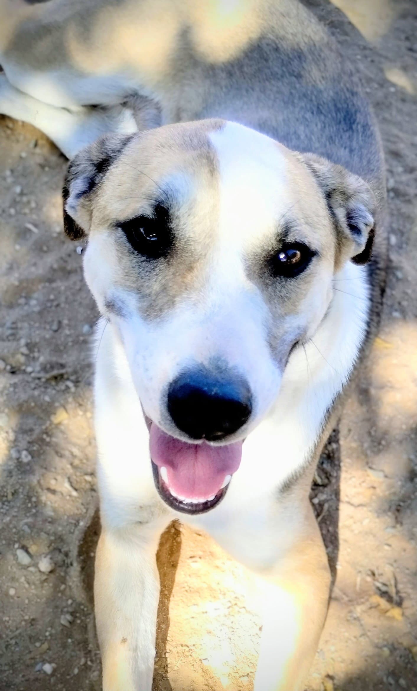 Holly - Greyhound
