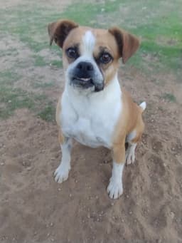 Gidget image 1