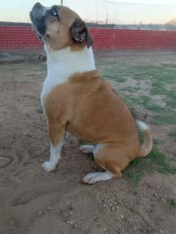 Gidget image 2