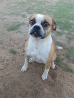 Gidget image 3