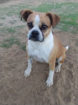 Gidget image 4