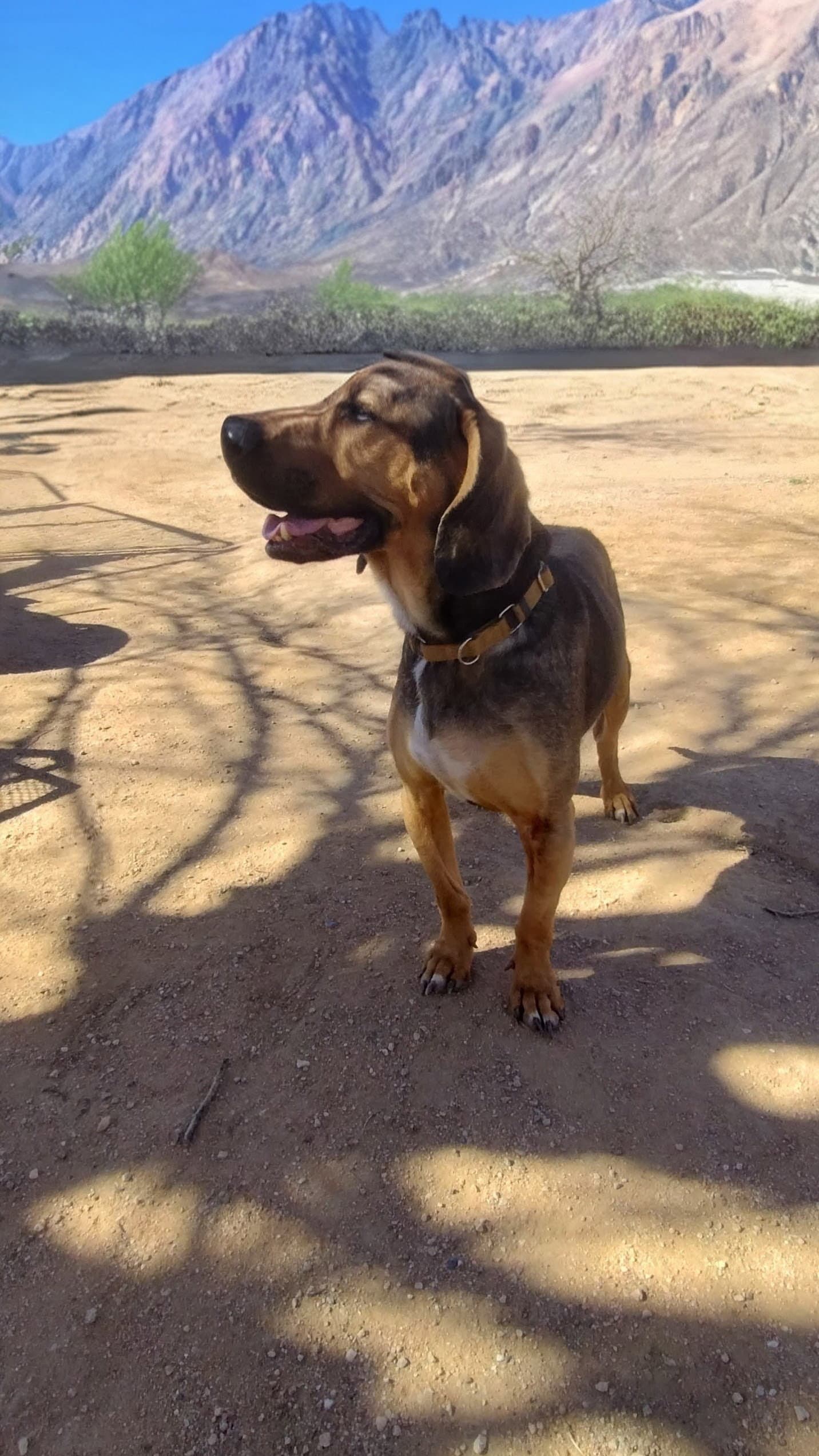 Jackson - Beagle