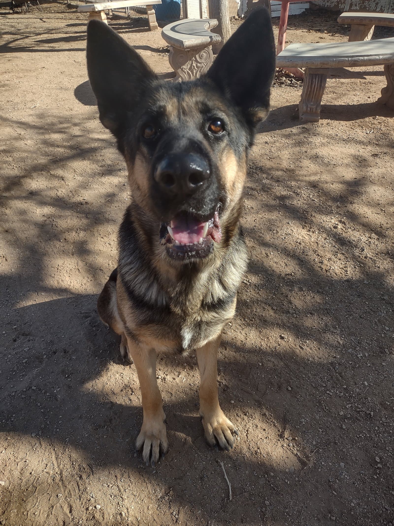 Bonnie - German Shepherd Dog