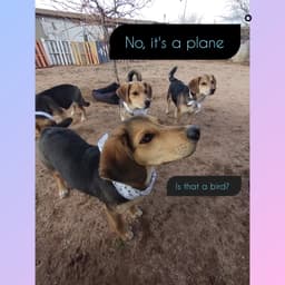 Beatles-Beagle Pups On Abby Road image 3