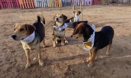 Beatles-Beagle Pups On Abby Road image 4