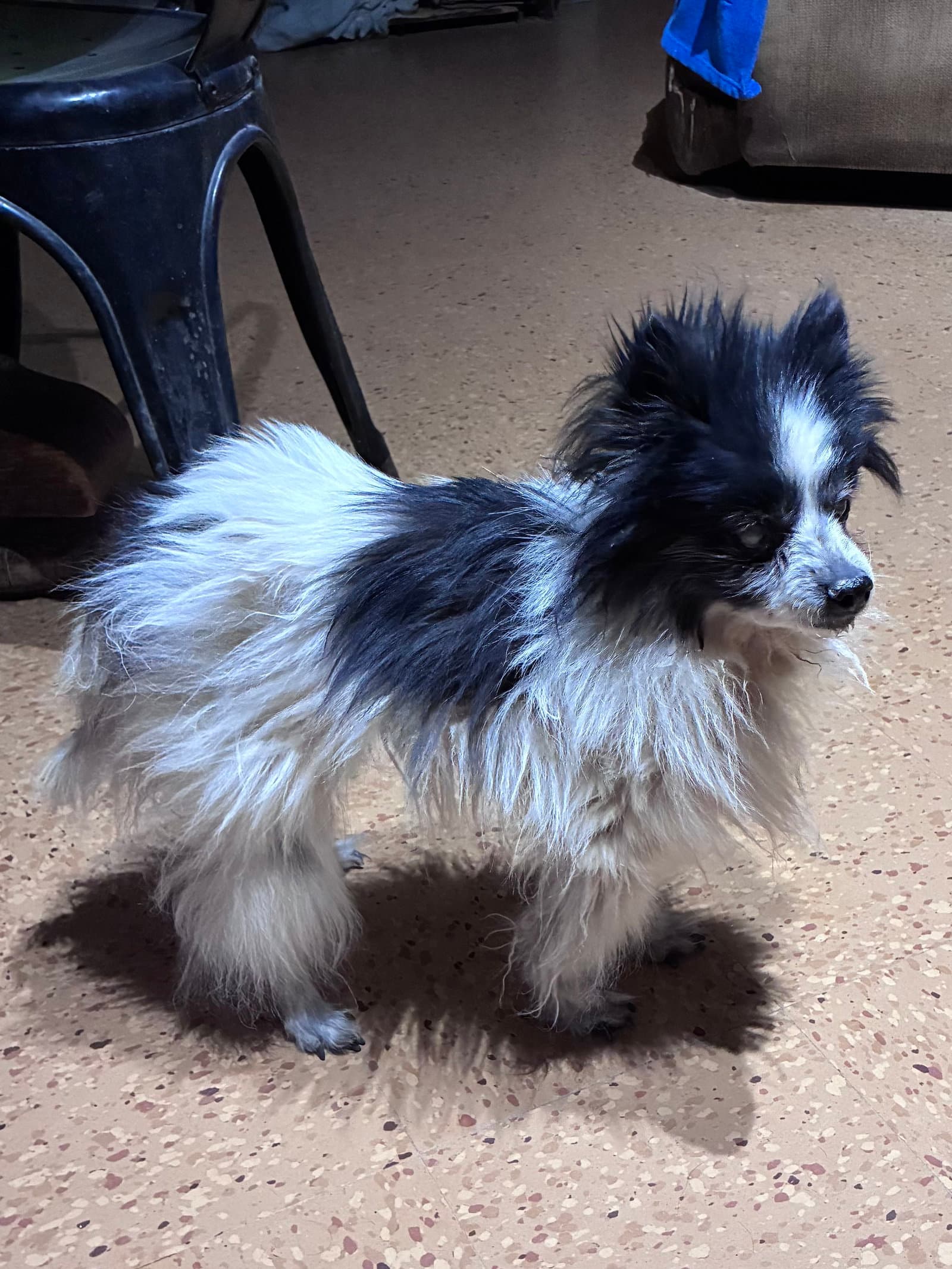 Pompom - Pomeranian