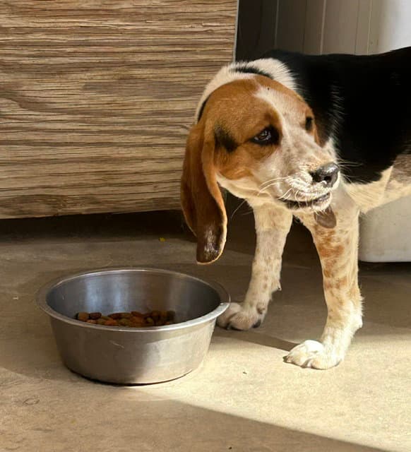 Bugzee-Adopted - Beagle