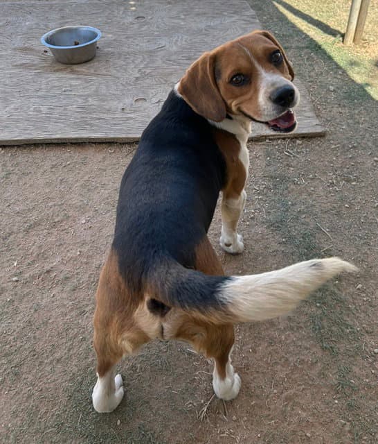 Moxie - Beagle