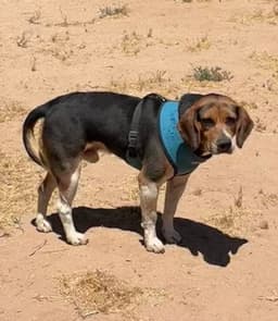 Rocky image 2
