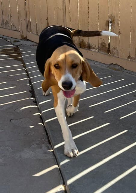 Ella - Beagle