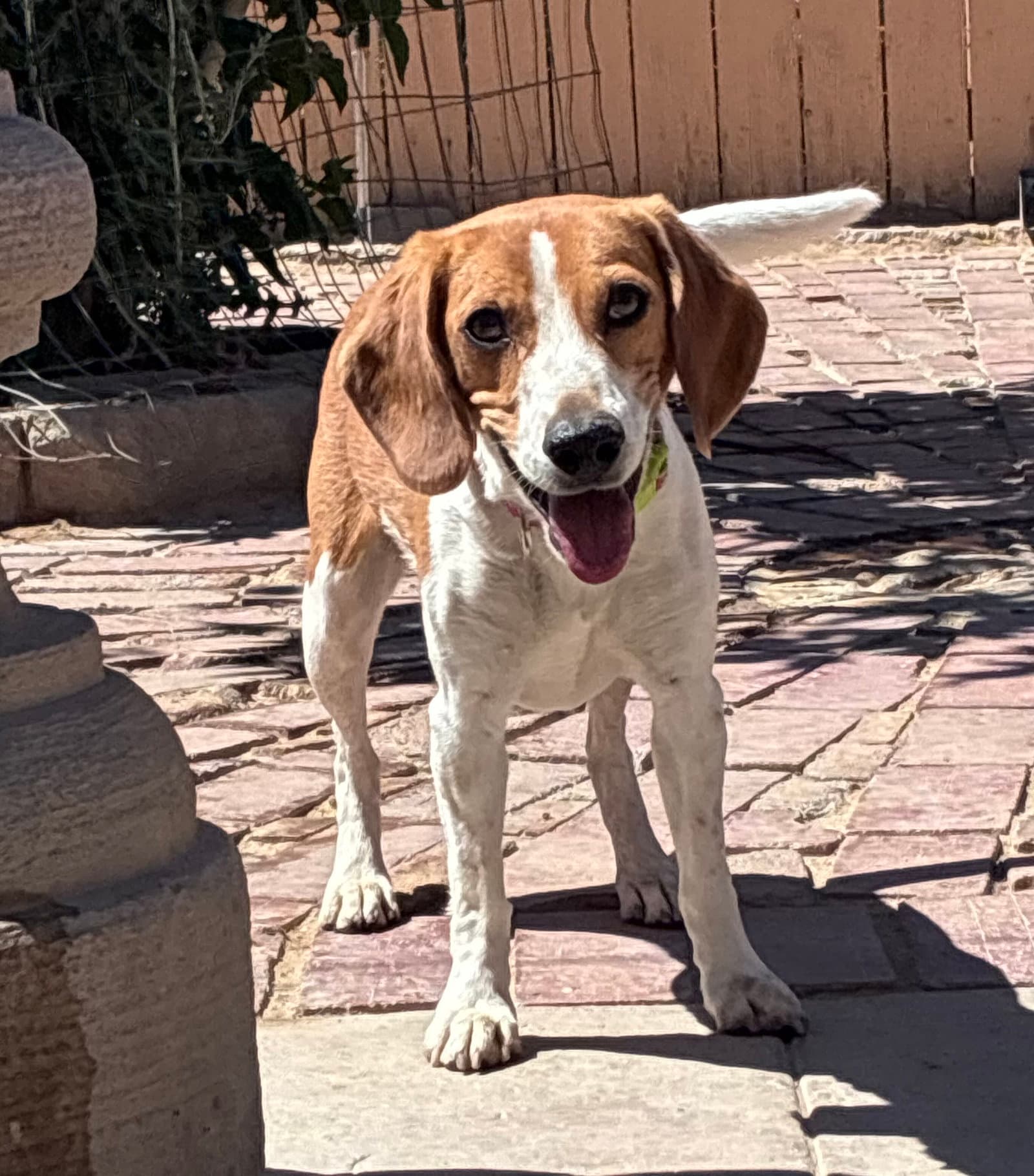 Shay - Beagle