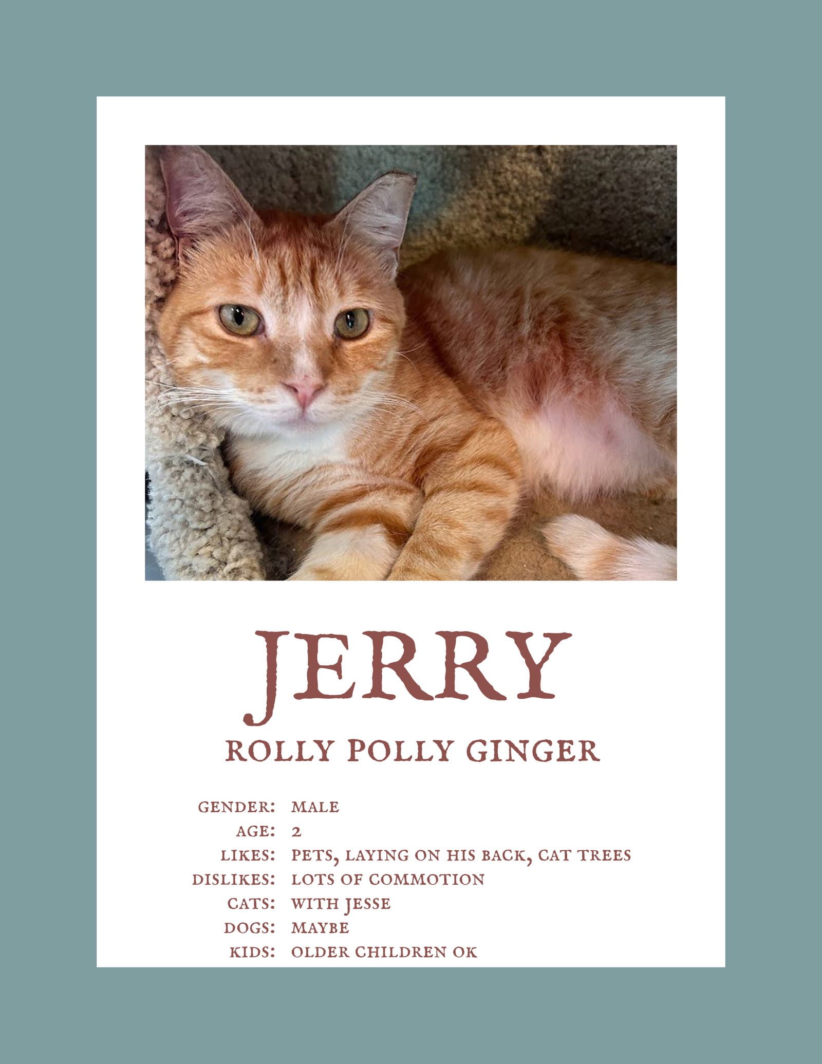 Jerry  Jesse Bonded - Domestic Short Hair