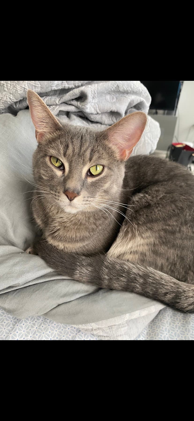 Windy  Stormy - Bonded - Domestic Short Hair