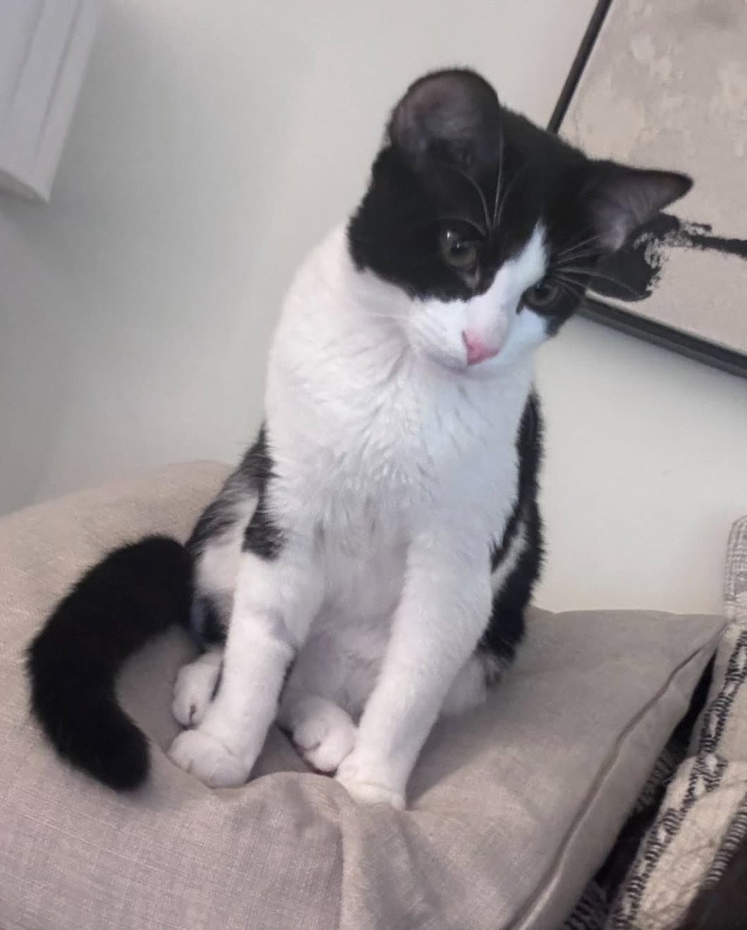 Coco - Domestic Short Hair