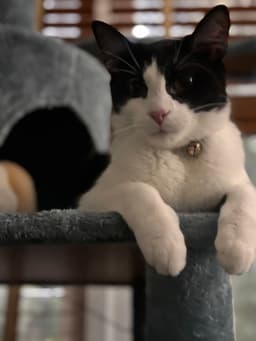 Coco image 2