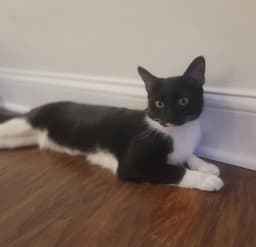 Maisie Felv image 2