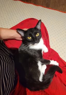 Maisie Felv image 3