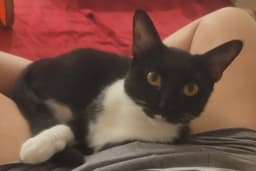 Maisie Felv image 4