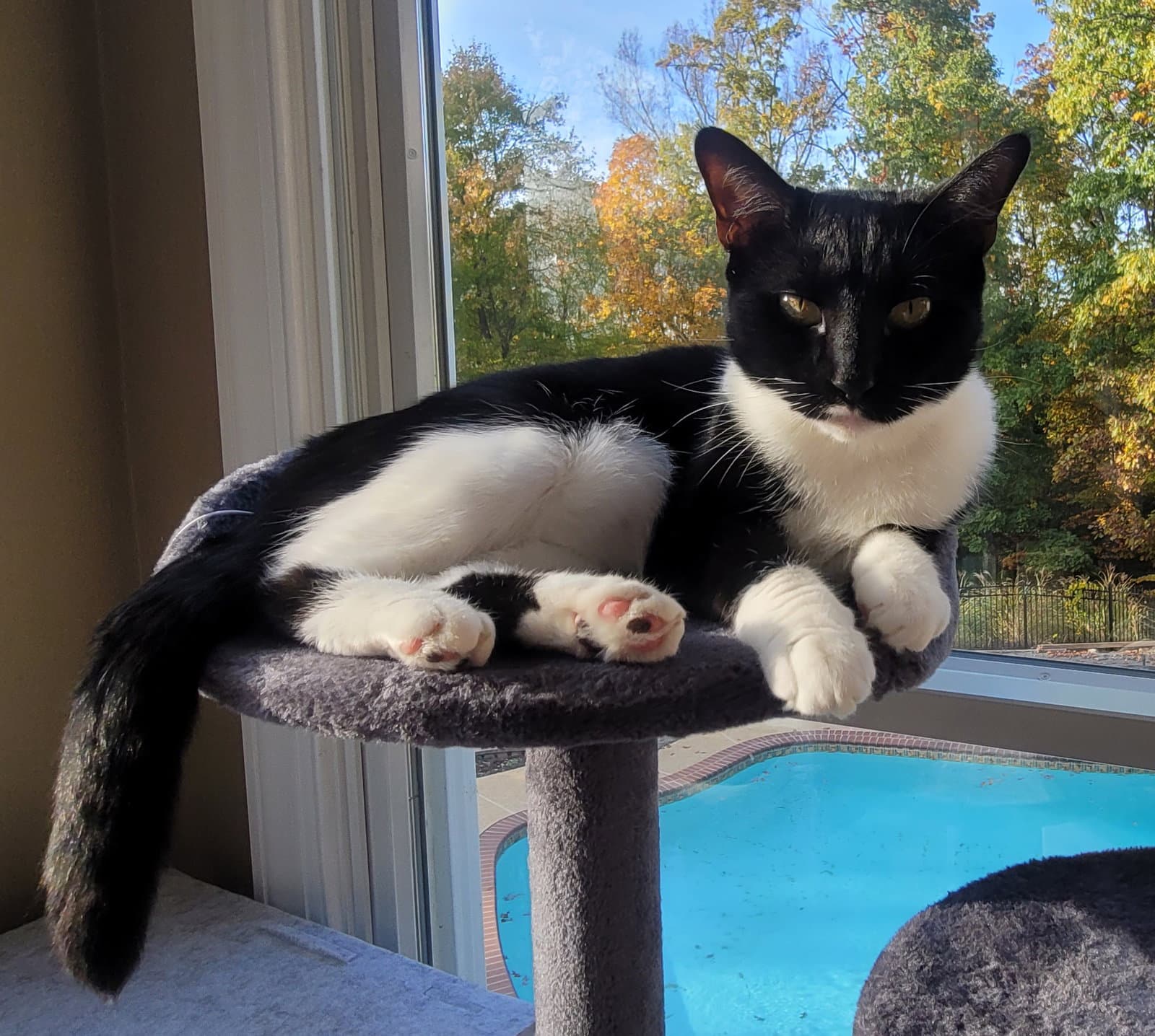 Maisie Felv - Domestic Short Hair