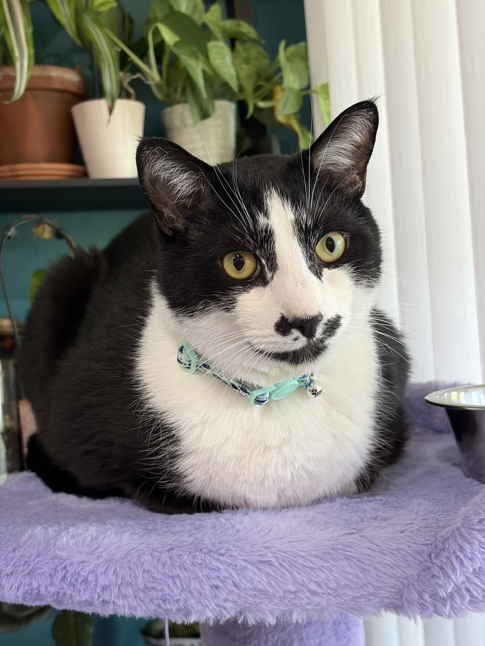 Sesame - Domestic Short Hair