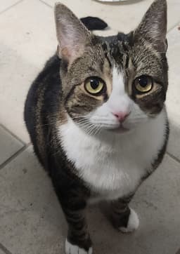 Zuri image 2