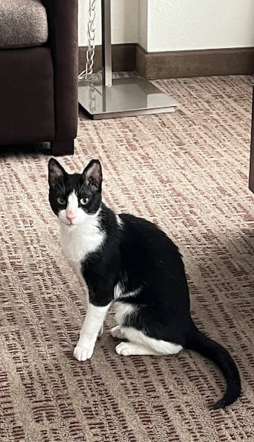 Feta - Fee Sponsored - Egyptian Mau