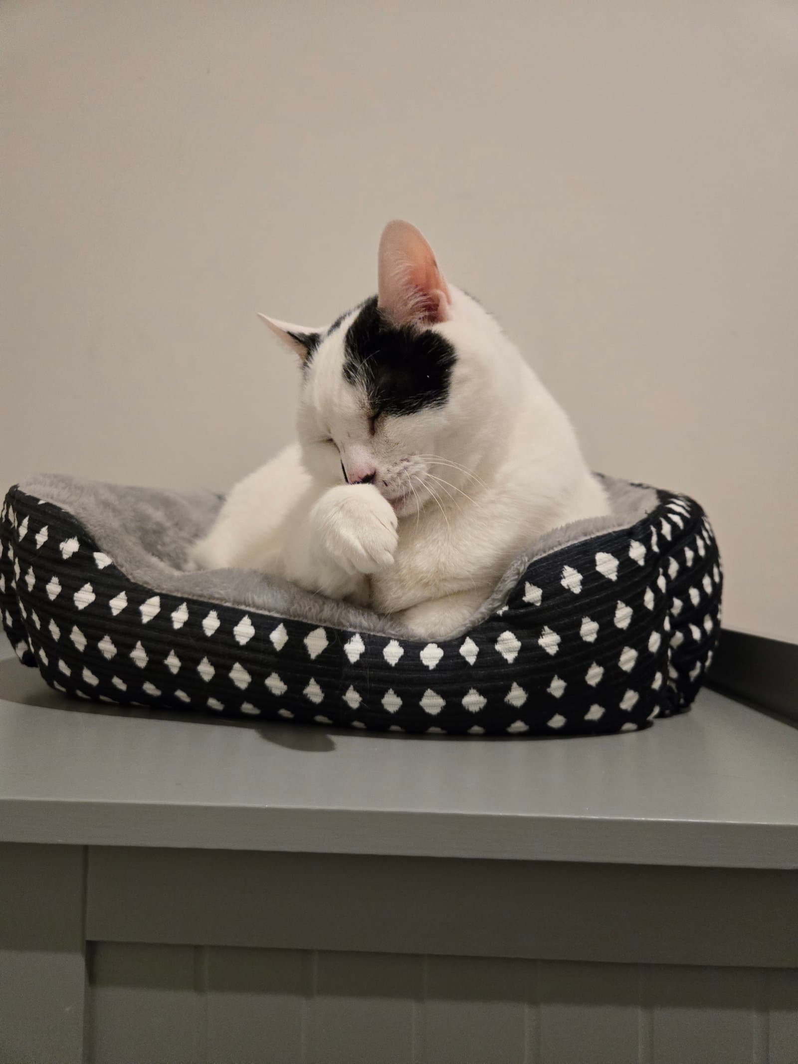 Willow - Domestic Short Hair