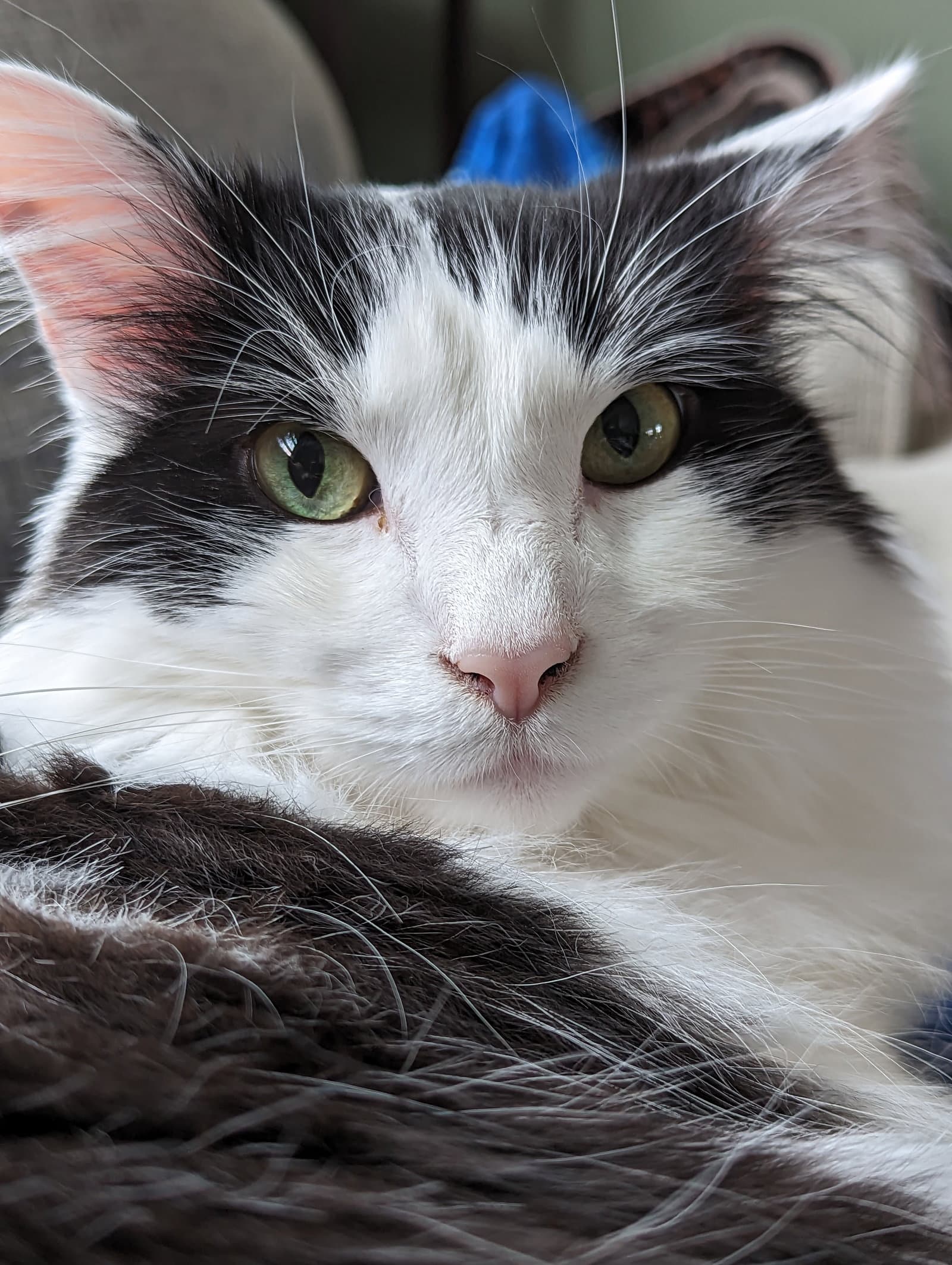 Oreo - Maine Coon