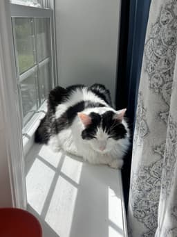 Oreo image 3