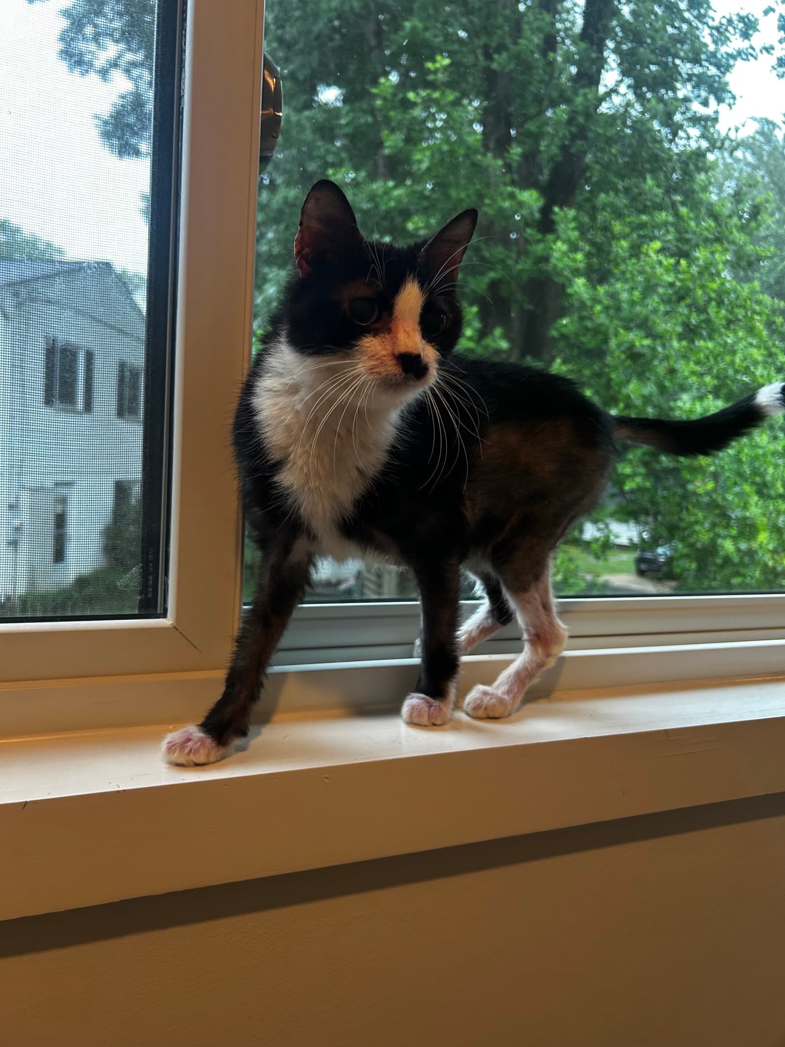 Rigby - Domestic Short Hair