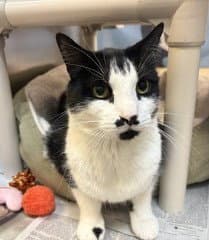 Raffie - Domestic Short Hair